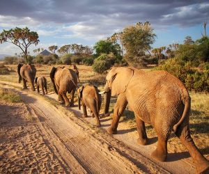 3-jours-dans-la-réservenationale-de-Samburu