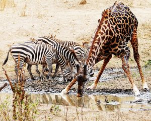 5jours-Amboseli-Tsavo-Ouest-et-Tsavo-Est