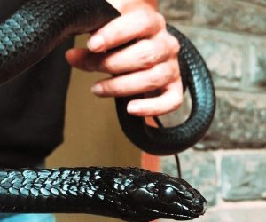 Musée-national-de-Nairobi-et-parc-aux-serpents