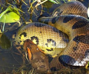 Musée-national-deNairobi-et-parc-aux-serpents