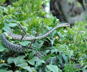 Muséenational-de-Nairobi-et-parc-aux-serpents
