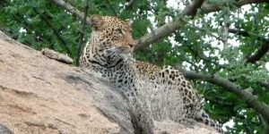 3 Jours Réserve Nationale de Samburu