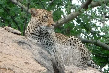 3 Jours Réserve Nationale de Samburu