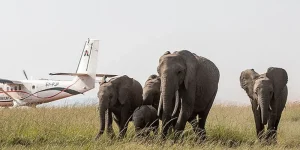 3 Jours Safari avion Masai Mara à Partir de Diani ou Mombasa