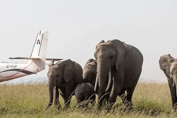 3 Jours Safari avion Masai Mara à Partir de Diani ou Mombasa