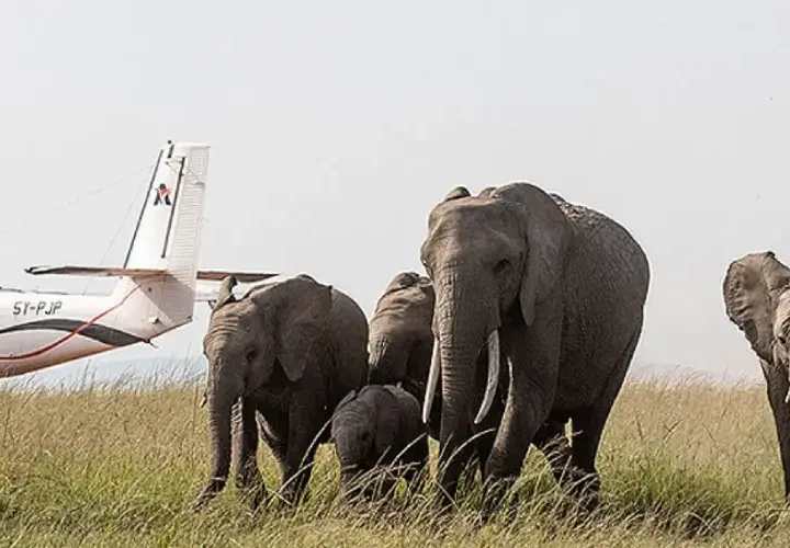 3 Jours Safari avion Masai Mara à Partir de Diani ou Mombasa