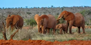 2 Jours Tsavo est et Ouest au Départ de Mombasa