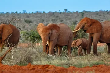 2 Jours Tsavo est et Ouest au Départ de Mombasa