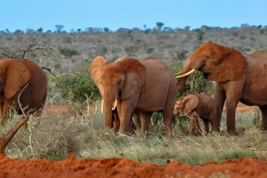 2 Jours Tsavo est et Ouest au Départ de Mombasa