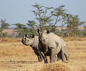 Randonnée-et-safari--de-8-jours-au-mont-Kenya