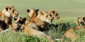 Safari Masai Mara 3 Jours en Avion