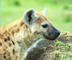 Safari-en-avion-de-3-jours-dans-le-Masai-Mara-depuis-Diani-ou-Mombasa