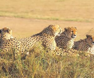 Safari-en-avion-de-3-jours-dans-leMasai-Mara-depuis-Diani-ou-Mombasa