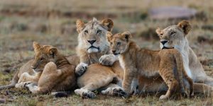 Samburu 3 Jours Safari