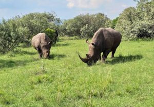 Tsavo-west