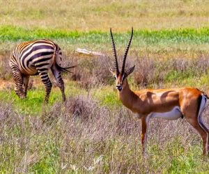 Un-safari-d'une-journée-au-départ-de-Malindi-et-Watamu