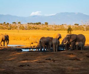 Un-safari-d'une-journéeau-Kenya-depuis-Malindi-et-Watamu