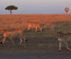 safari-en-montgolfière-dans-leMasai-Mara-et-Amboseli