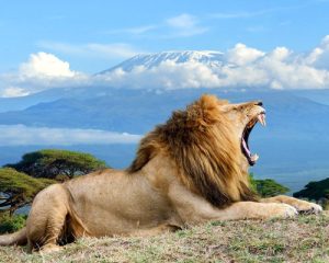 11-jours-de-circuit-Masai-à-pied-et-safari-à-Amboseli-et-Tsavo