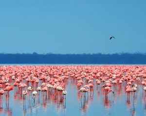11-jours-de-randonnée-et-safari-animalier-au-mont-Kenya