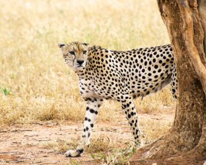 11-jours-de-safari-Masai-à-pied-et-Safari-à-Amboseli-et-Tsavo