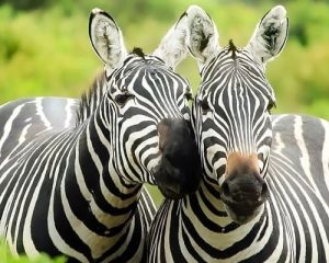 13-JoursSafari-au-Kenya