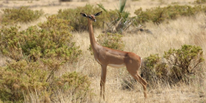 3 Jours Réserve Nationale de Samburu