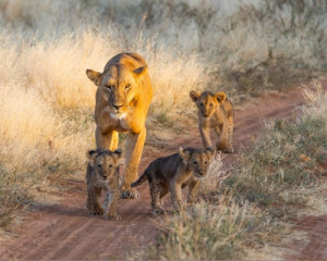 3 jours réserve nationale de samburu