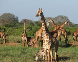 4-Jours-Safari-Amboseli-Tsavo-east