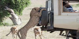 5 Jour|Safari Masai Mara|Lac Nakuru|Naivasha à partir de Nairobi