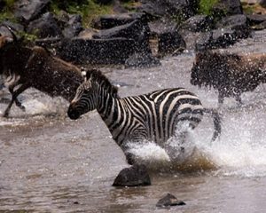 5-Jour-Safari-Masai-Mara--nakuru-Naivasha
