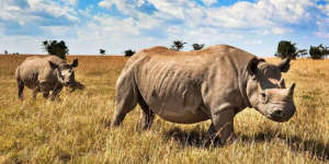 5 Jours Réserve Nationale de Samburu et Meru