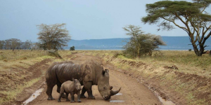 5 jours Amboseli |Tsavo Ouest et Tsavo Est au Départ de Nairobi