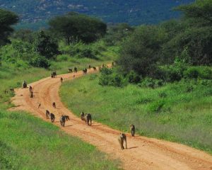 5-jours-au-Kenya-Amboseli-Tsavo-Ouest-et-Tsavo-Est
