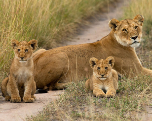 5-jours-de-safari-Masai-Mara-lac-Nakuru-et-Naivasha