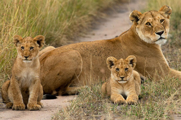 5-jours-de-safari-Masai-Mara-lac-Nakuru-et-Naivasha