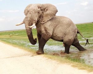 5-joursAmboseli-Tsavo-Ouest-et-Tsavo-Est