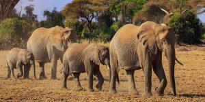 6-Jours-Safari-Amboseli--Lac-Naivasha-Masai-Mara