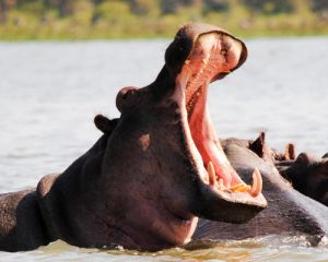6-Jours-Safari-Amboseli-et-Lac-Naivasha-Masai-Mara