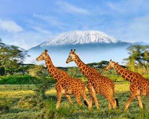 6-Jours-Safari-Amboseli,Lac-Naivasha-Masai-Mara