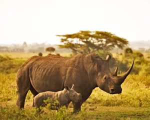 9-jours-de-safari-Big-Five-auKenya
