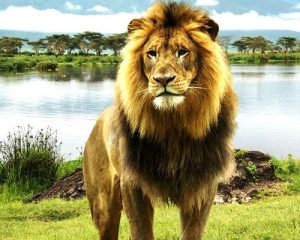 9-jours-de-safari-Big-Five-auKenya