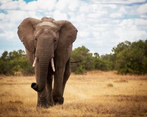 9-jours-desafari-Big-Five-au-Kenya