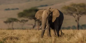 Découvrez le cœur du safari africain