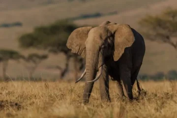 Découvrez le cœur du safari africain