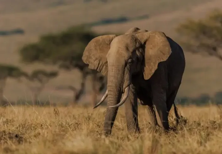 Découvrez le cœur du safari africain