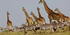 5 jours -Amboseli-|Tsavo -Ouest- et -Tsavo- Est- au Départ de Nairobi