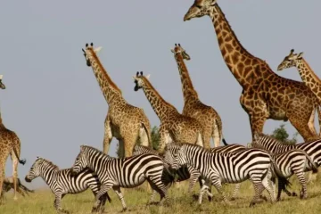 5 jours -Amboseli-|Tsavo -Ouest- et -Tsavo- Est- au Départ de Nairobi