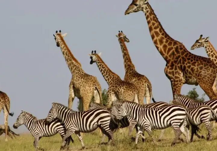 5 jours -Amboseli-|Tsavo -Ouest- et -Tsavo- Est- au Départ de Nairobi