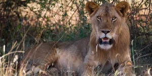 11 Jours Pays Masai à pied et Safari Amboseli et Tsavo